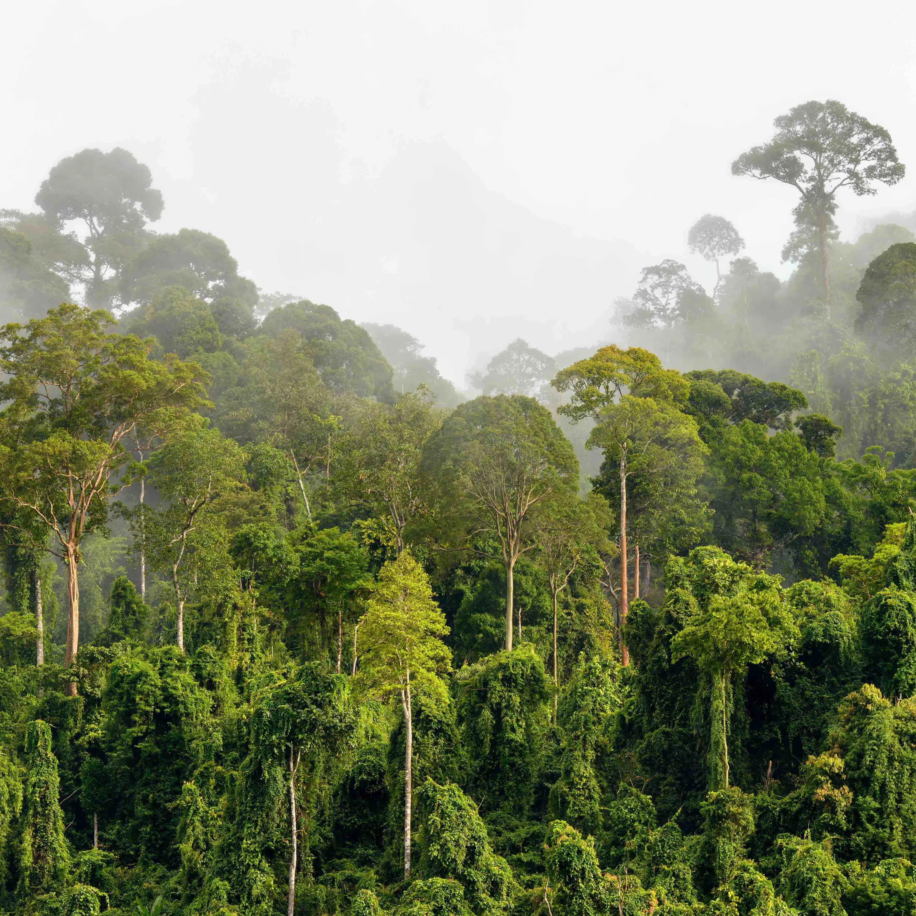 image Tress and plants